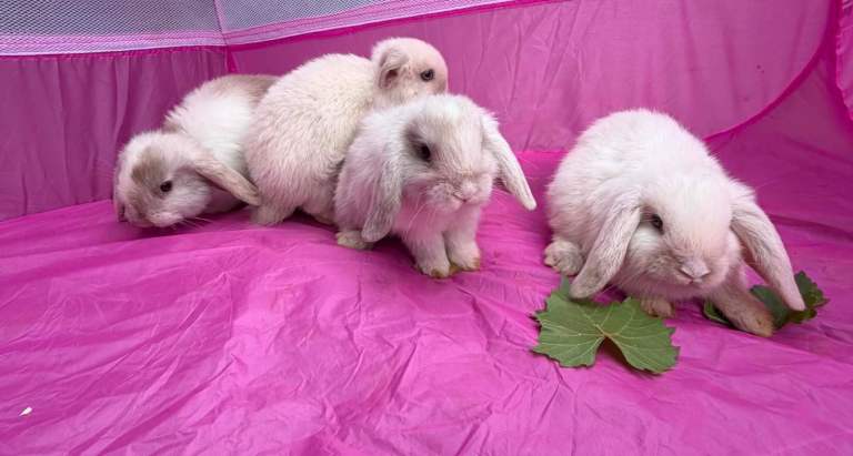 Mini lop rabbits 