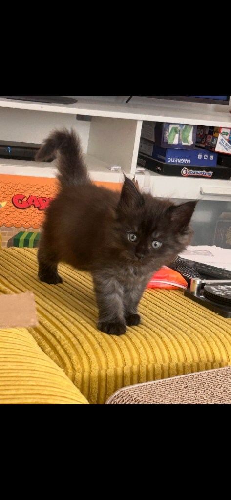 Maine coon kittens