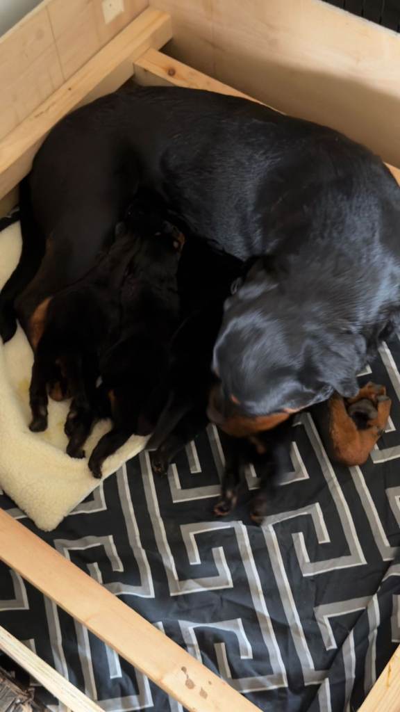 Limited Pedigree Registered Rottweiler Puppies