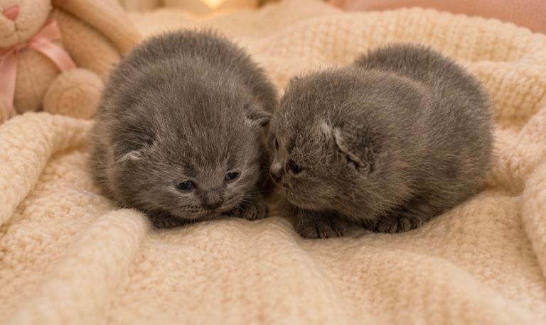 British Shorthair Pedigree Kittens 