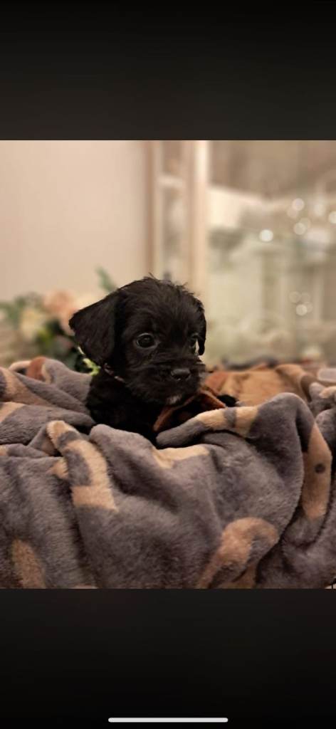 Floodle puppys frenchie x toy poodle