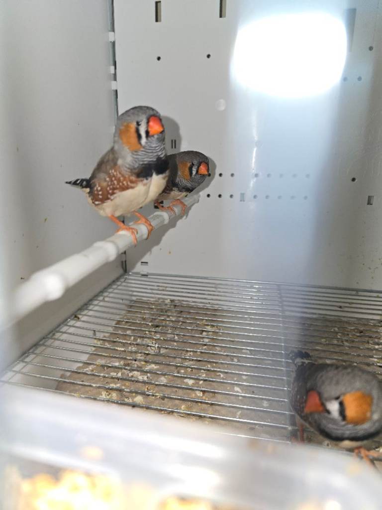 Zebra Finches