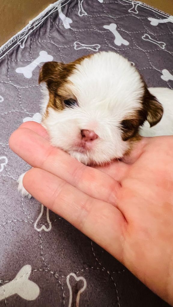 ✨🐶 BEAUTIFUL SHIH TZU PUPPIES – READY TO TAKE HOME IN JAN.✨🐶