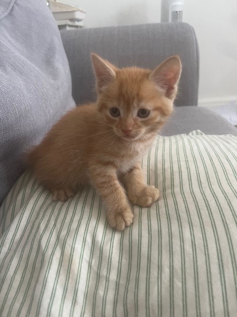 Kittens