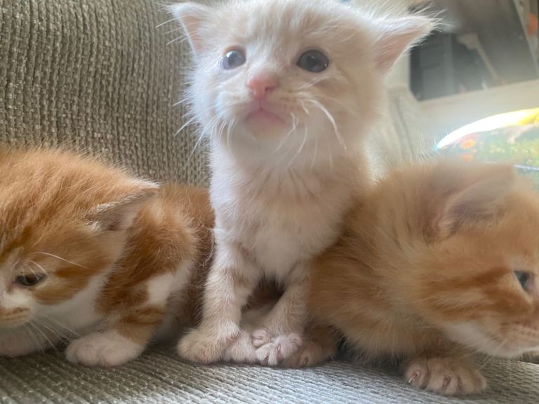 Ginger bengal cross