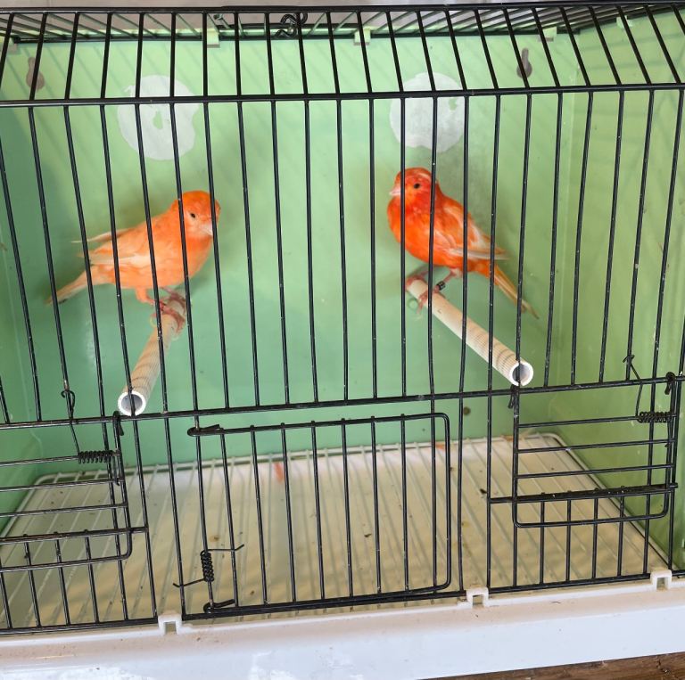 Canary