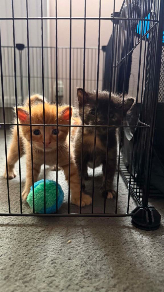 Tabby kittens Maine coon cross