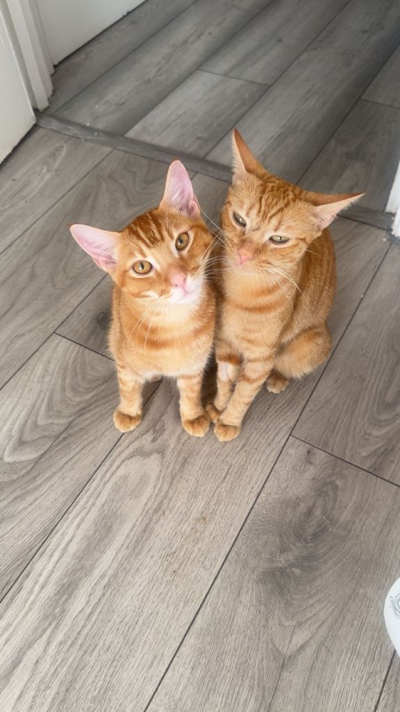 2 neutered ginger cats for £200 2 year old female and £250 4 month cat