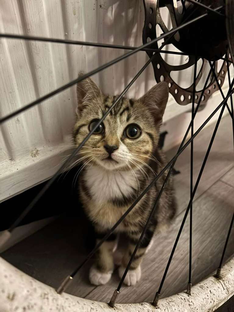 4 adorable and playful kittens ready for their new homes.