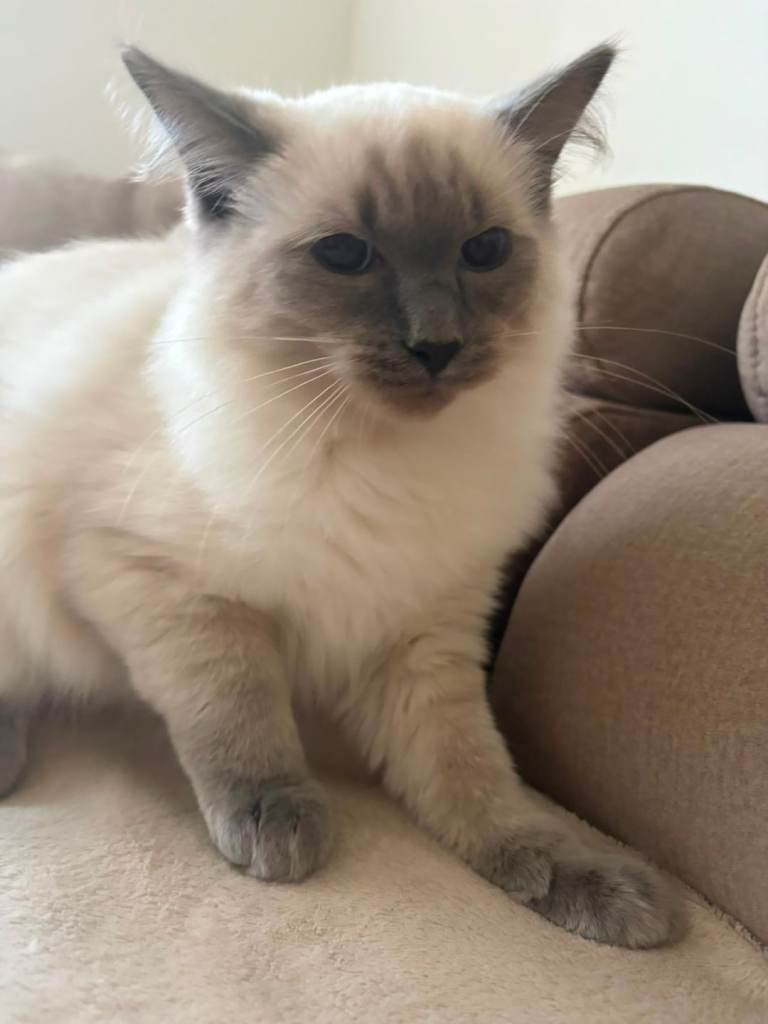 Ragdoll Kitten