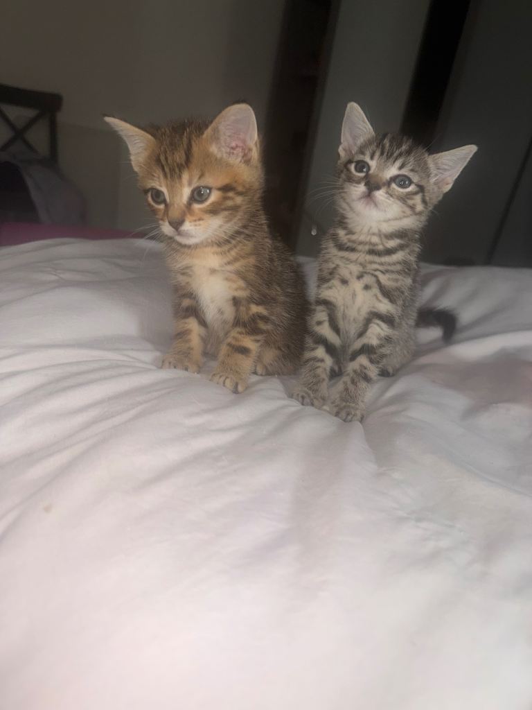 Two Adorable Kittens Looking for a New Home