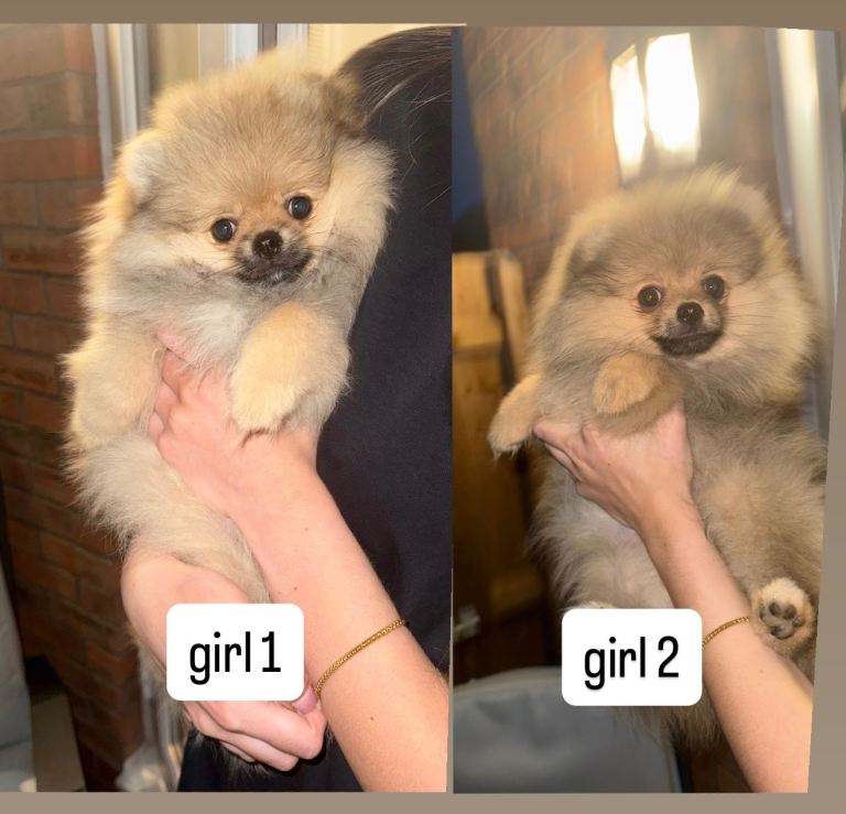 Pomeranian Puppies 