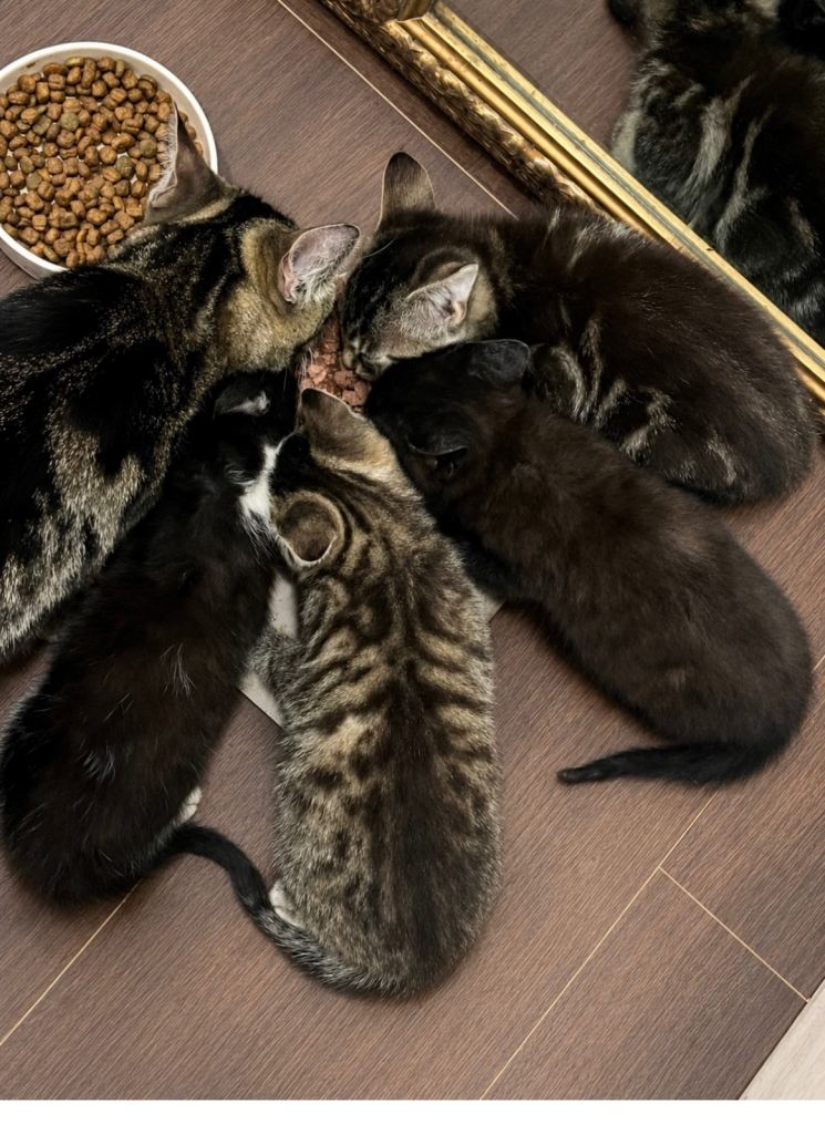 2 playful kittens for sale- BLACK AND WHITE AND BLACK REMAINING
