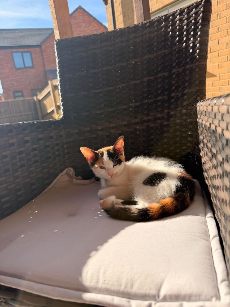 Beautiful Calico Kitten