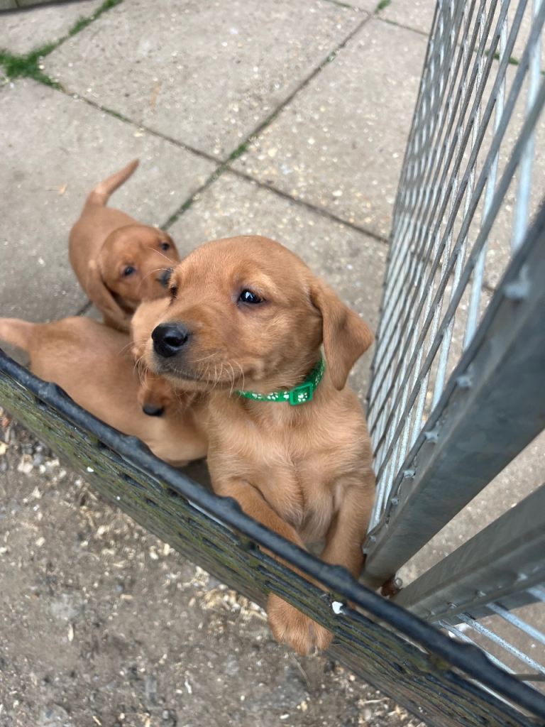 Fox red Labrador puppies 