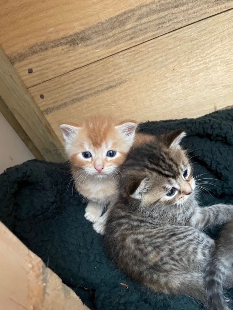 Kittens for sale 