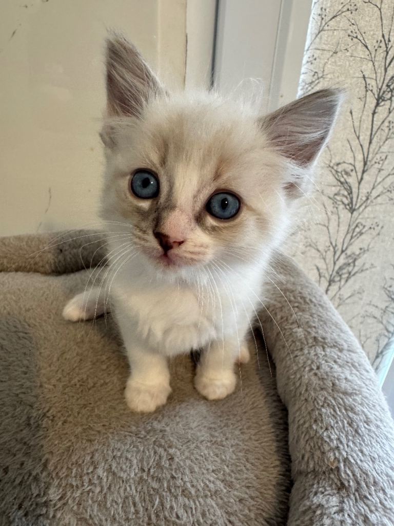 Ragdoll kitten