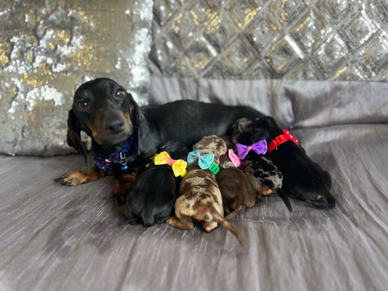 5 Miniature duschund puppies