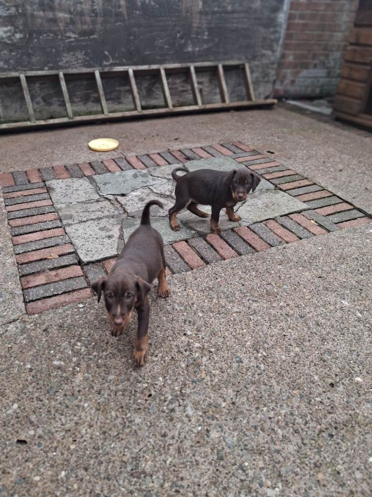 Jadgterrier Pups