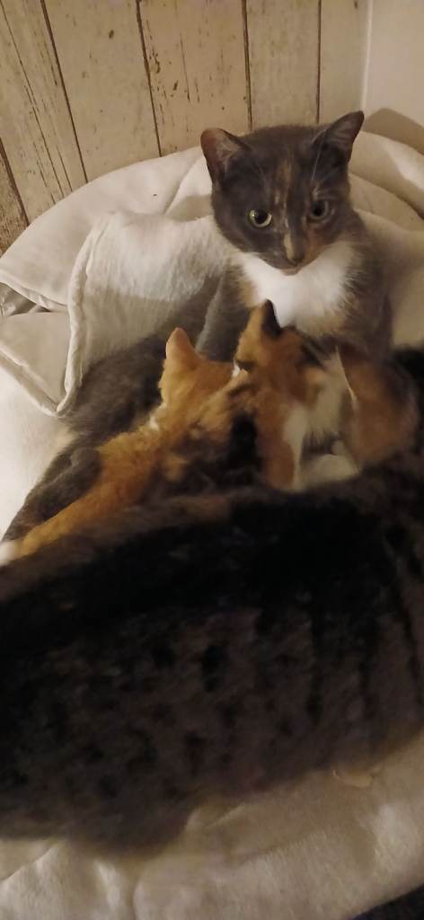 Male and female kittens