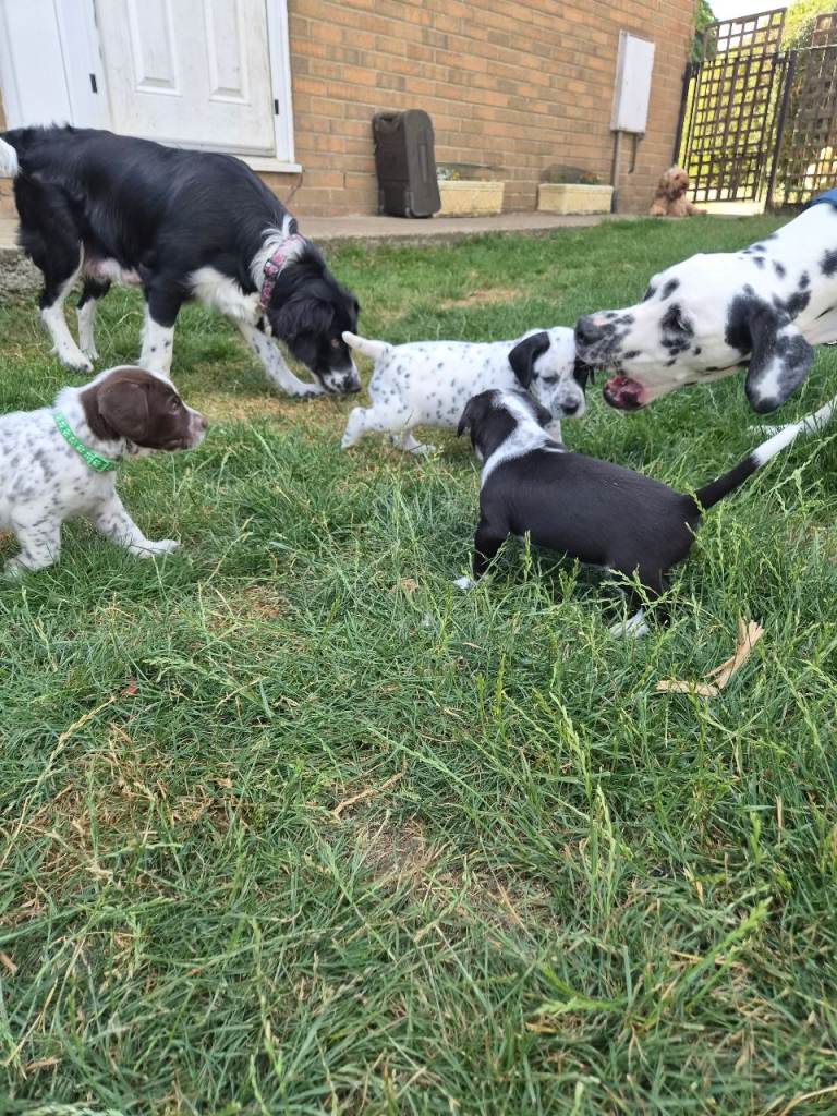 Beautiful Dalmatian x Sprollie