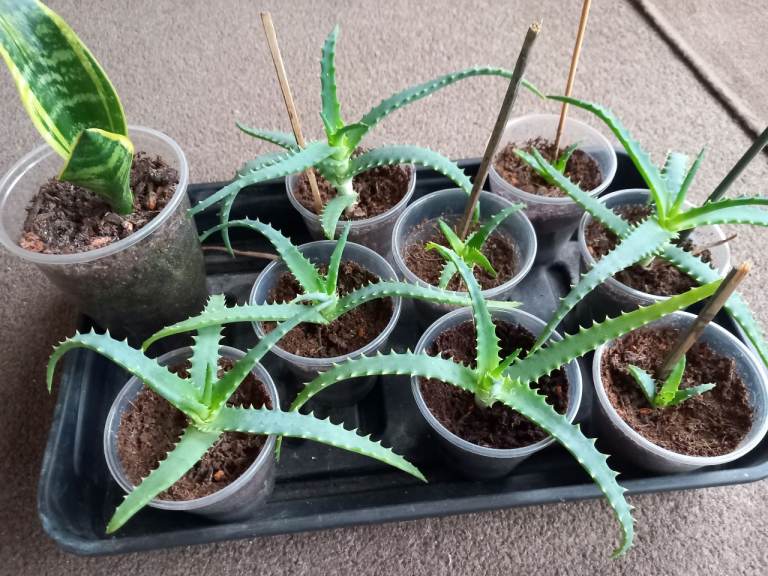 Aloe plants - Arborescens variety Lots available - ERITH, DA8