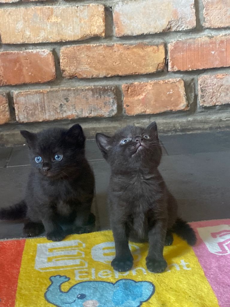 Black/greyish blue eyed British long haired kittens 