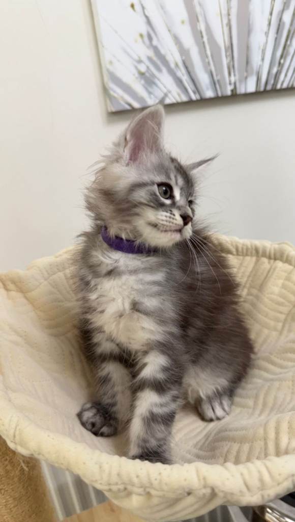 (Only TWO LEFT) Purebred Maine Coon Kittn girls