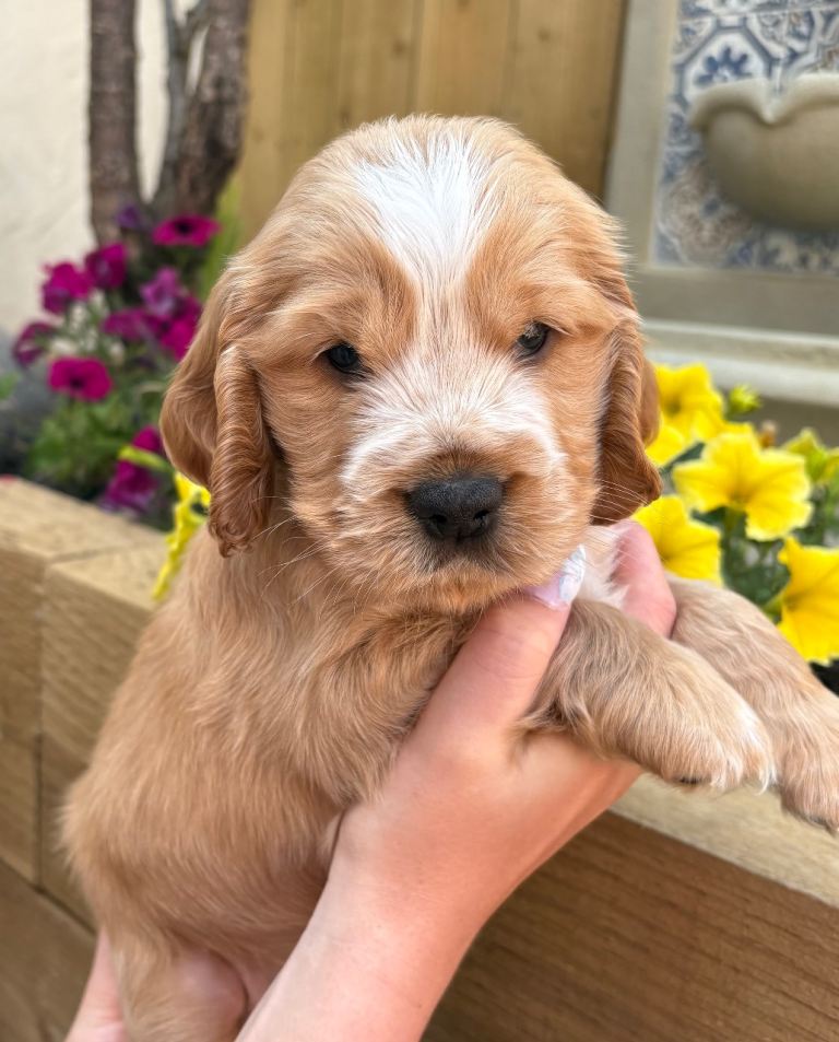 ⭐️Cocker spaniel⭐️ 