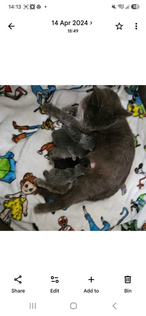 ✨️Part blue russian and black kittens✨️ 