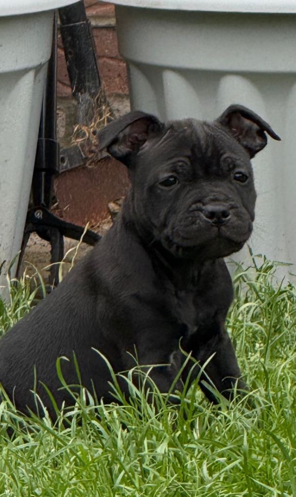 Staffordshire bull terrier puppies 