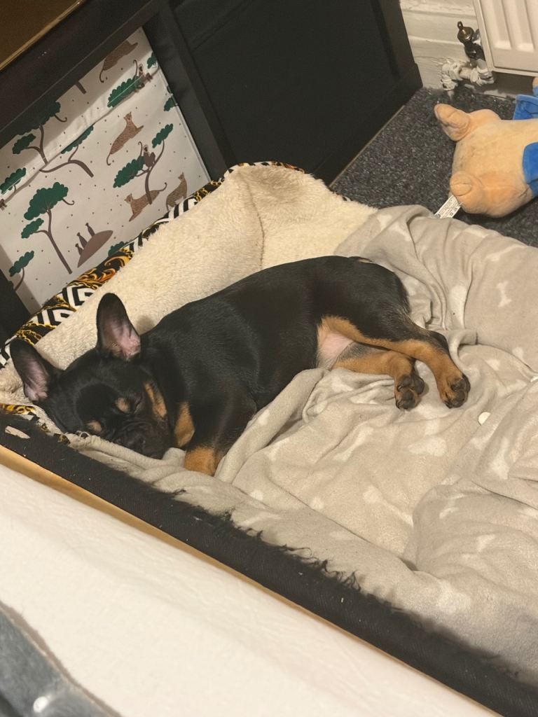 French bulldog puppy for sale 