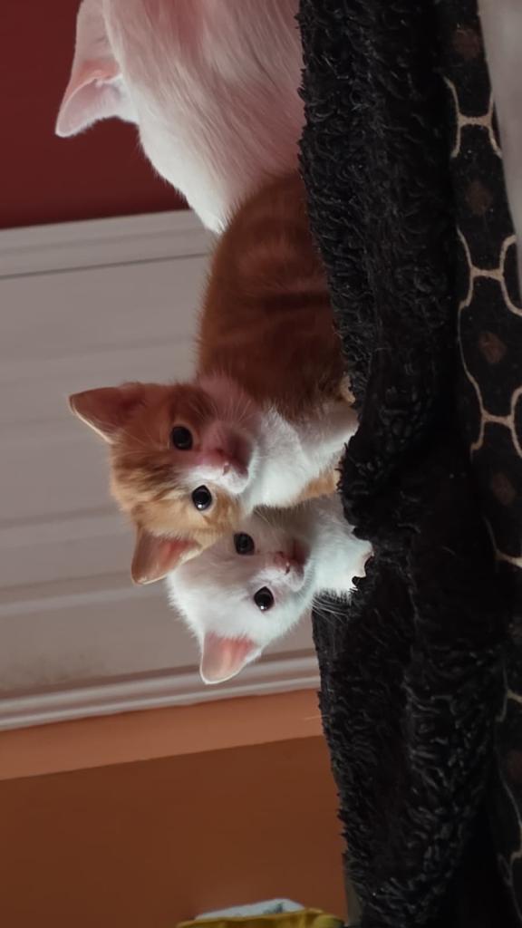 Three beautiful cats 
