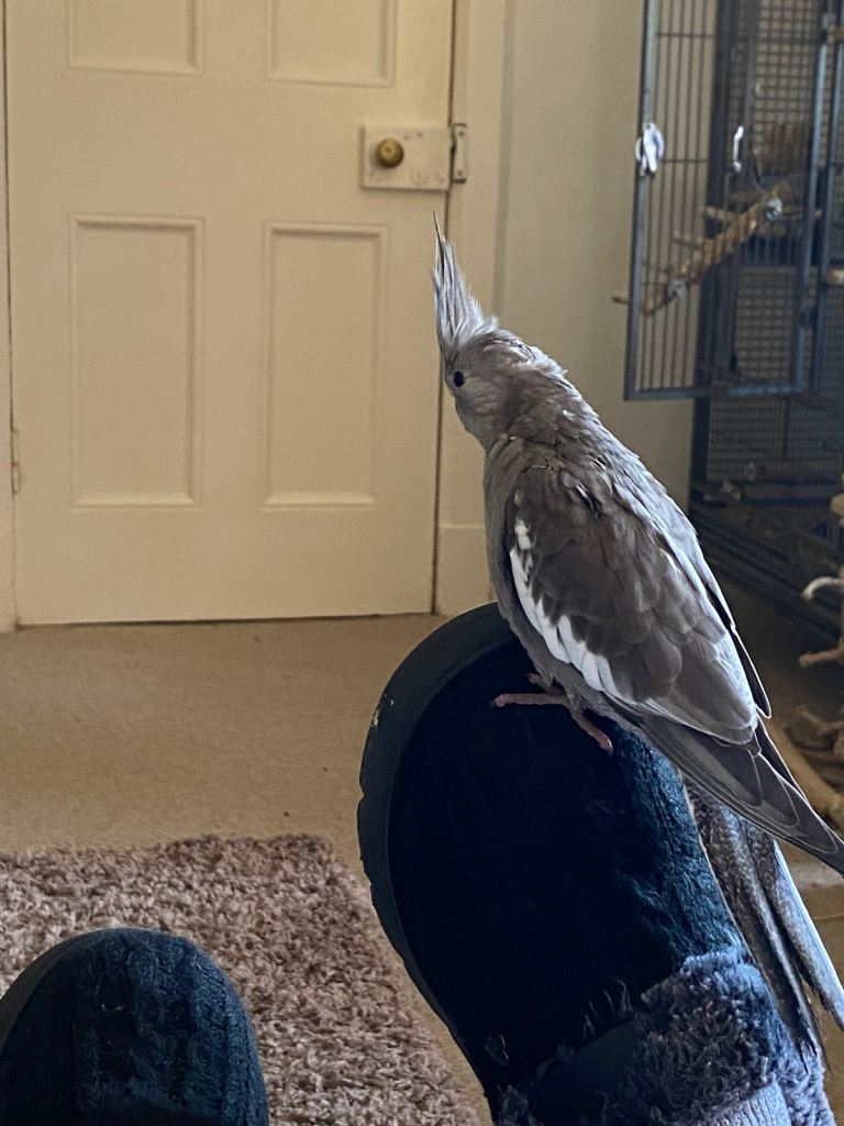 Cockateil for sale 