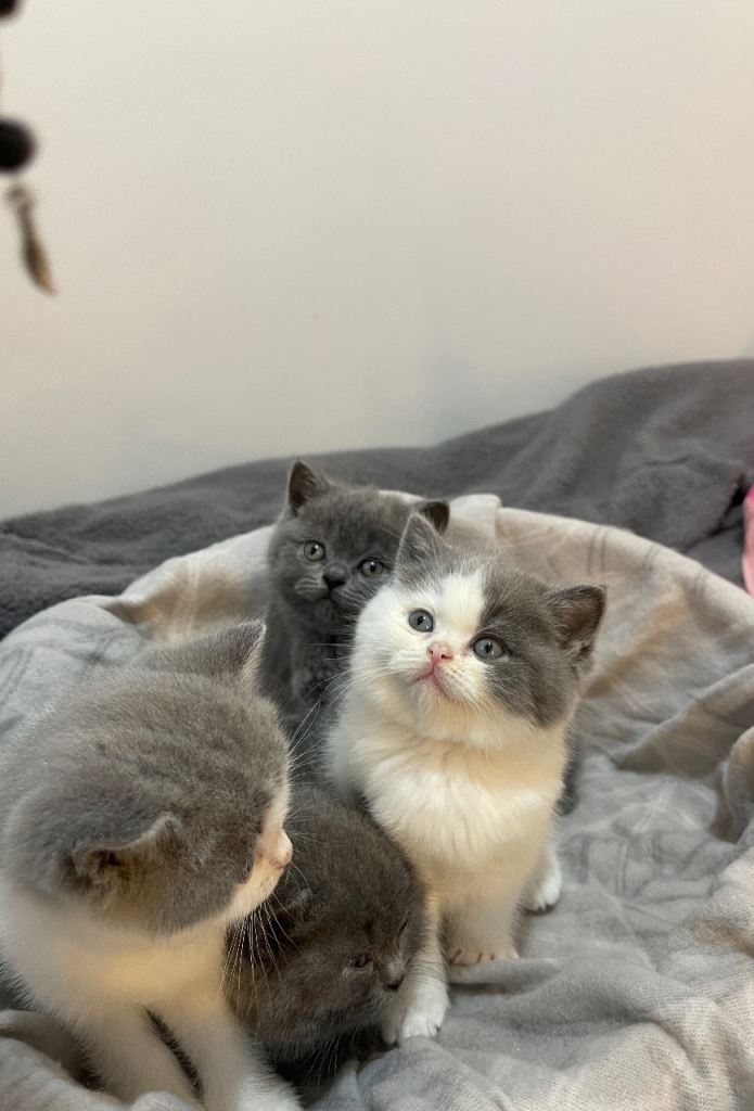 British shorthair cats for sale 