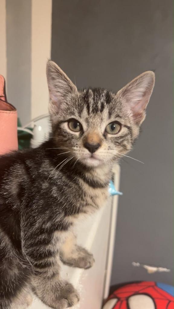 Beautiful Kittens for sale 