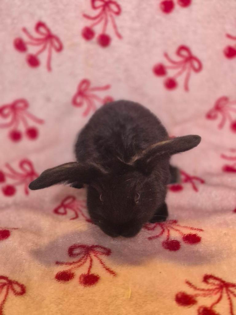  bunnys 