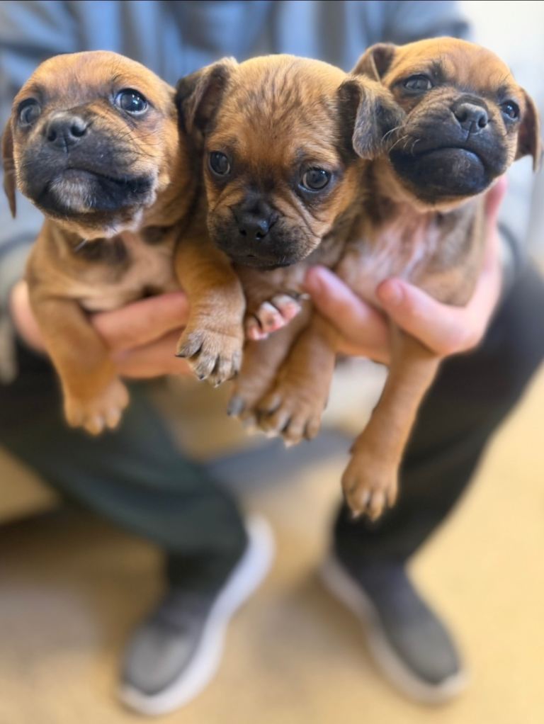 Jug puppies