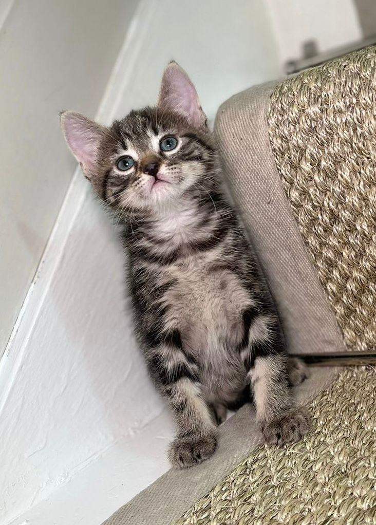 Tabby kittens ready now for there forever home