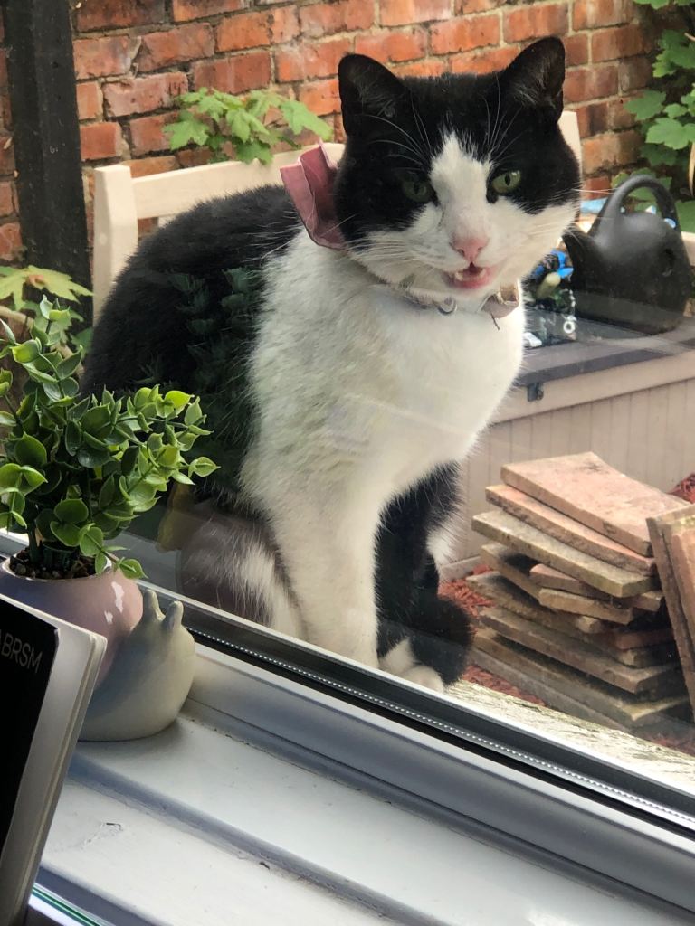 2 very loved cats sadly must go due to allergies 