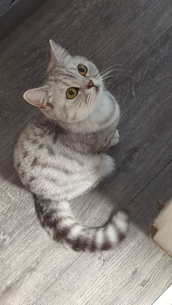 British Shorthair 