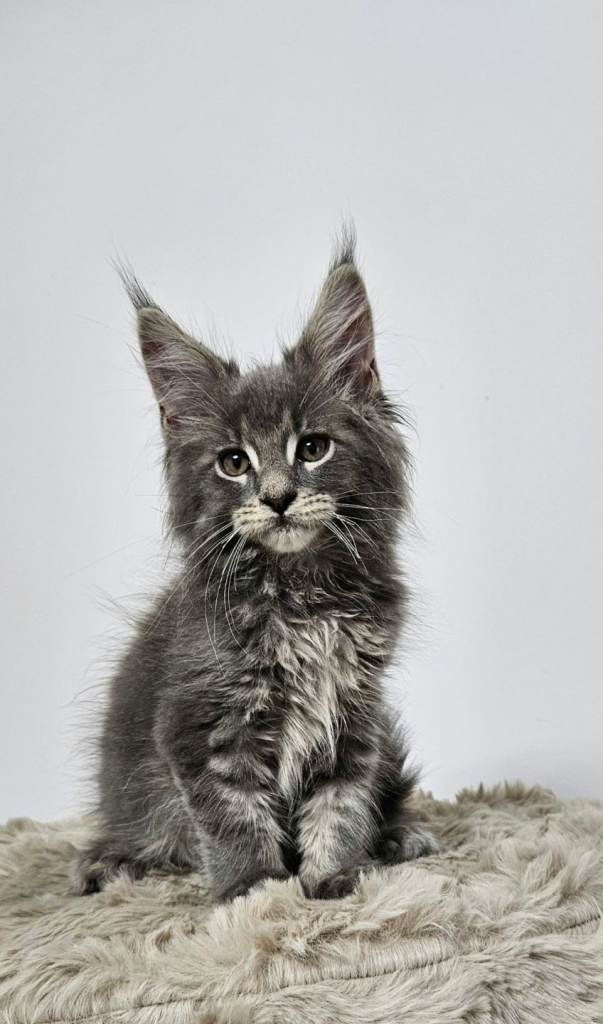 Maine coon kittens ready for forever home Tica registered