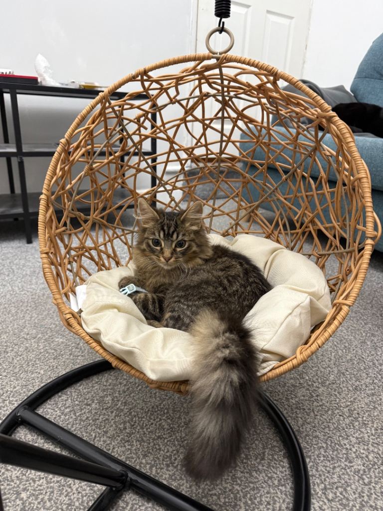 Male kitten available