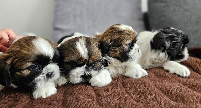 🐾 Beautiful Shih Tzu Puppies Looking for Loving Homes 🐾