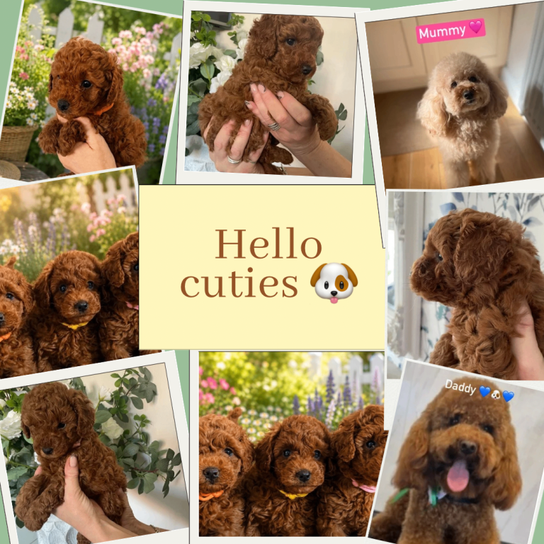 🐶Cavapoochons F1bb babies DNA 🧬 Health Tested Parents 