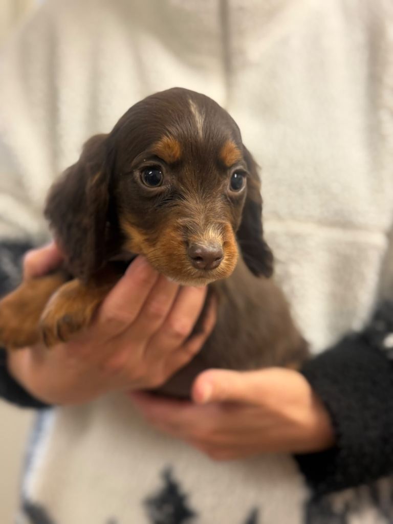 Beautiful cocker spaniel puppies 