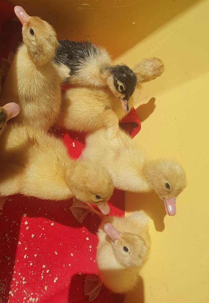 Cherry Valley Ducklings