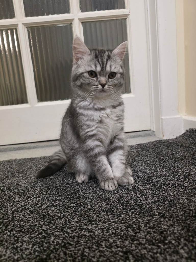 Bristish shorthair and ragdoll mixed breed rare kitten