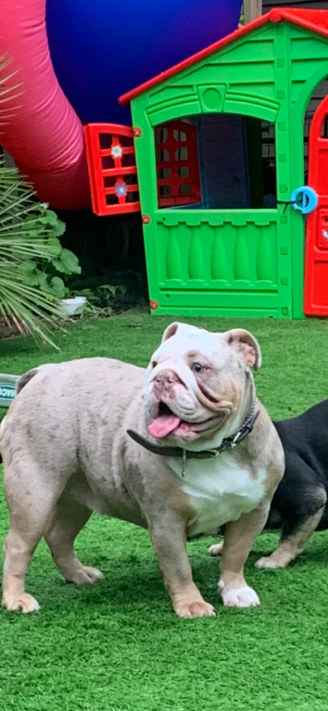 Beautiful British bull dog bitch