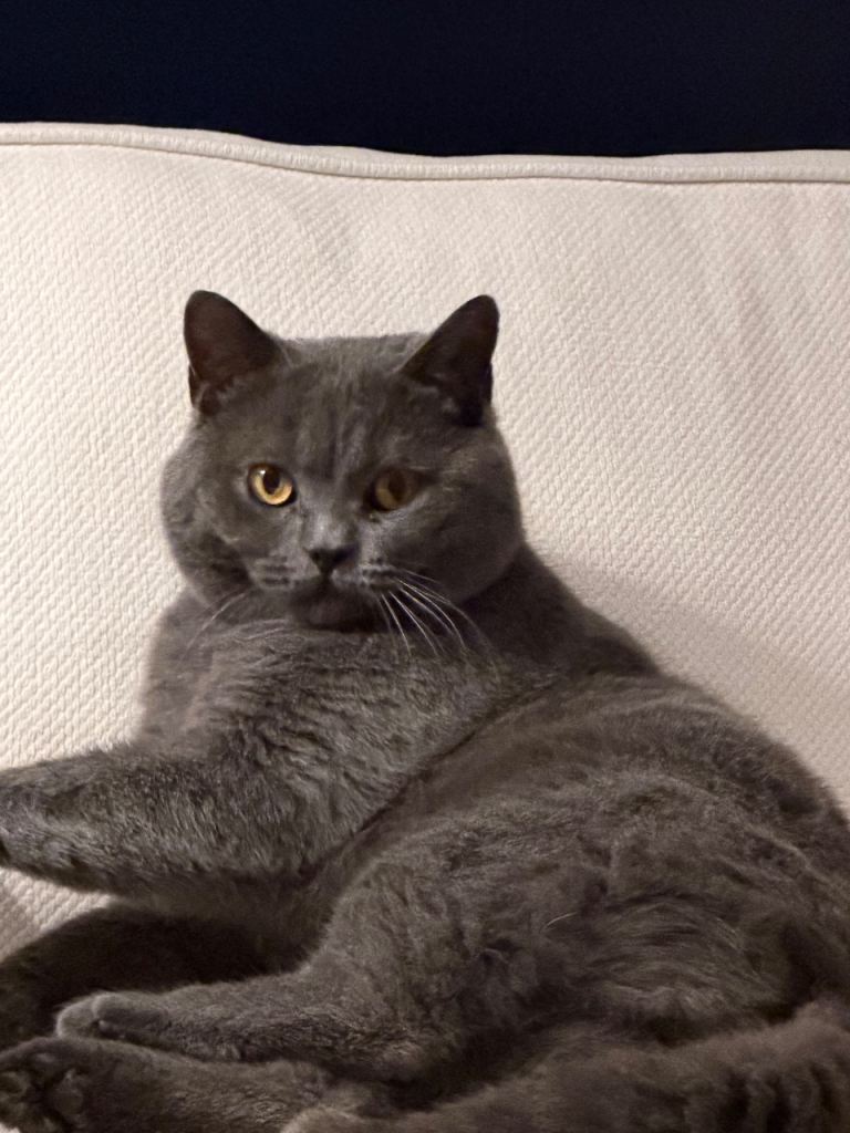 British Short Hair Male 